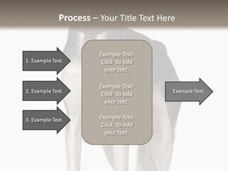 A Black And White Dog Standing In Front Of A White Background PowerPoint Template
