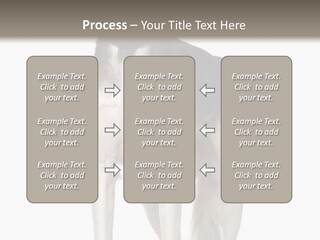 A Black And White Dog Standing In Front Of A White Background PowerPoint Template