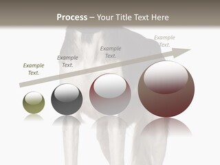 A Black And White Dog Standing In Front Of A White Background PowerPoint Template