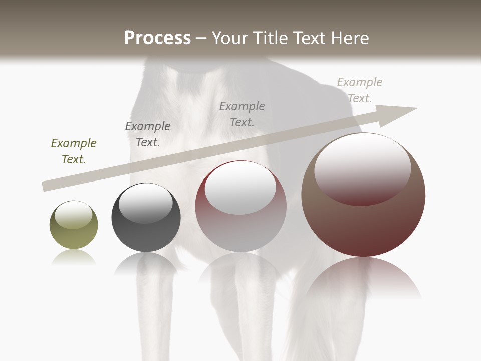 A Black And White Dog Standing In Front Of A White Background PowerPoint Template