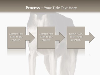 A Black And White Dog Standing In Front Of A White Background PowerPoint Template