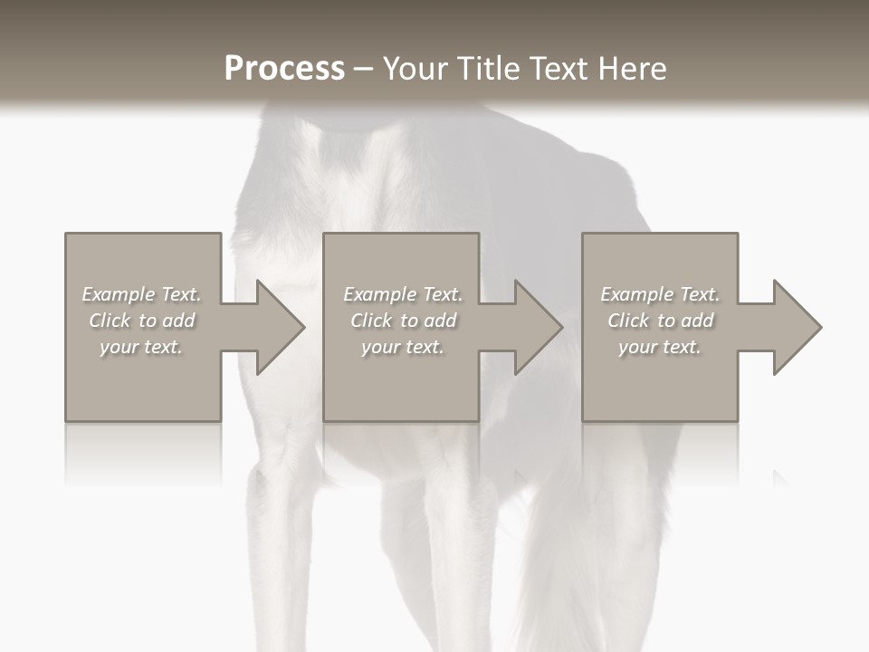 A Black And White Dog Standing In Front Of A White Background PowerPoint Template