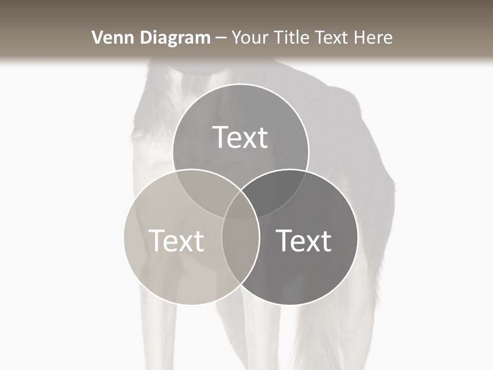 A Black And White Dog Standing In Front Of A White Background PowerPoint Template