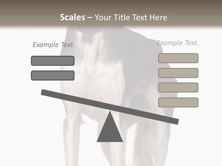 A Black And White Dog Standing In Front Of A White Background PowerPoint Template
