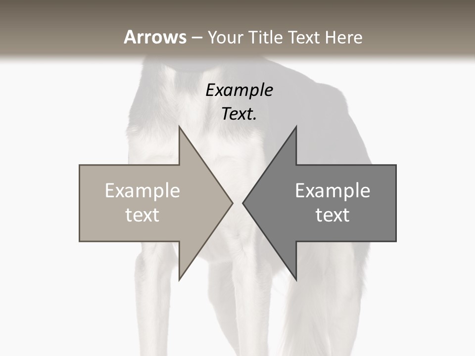 A Black And White Dog Standing In Front Of A White Background PowerPoint Template