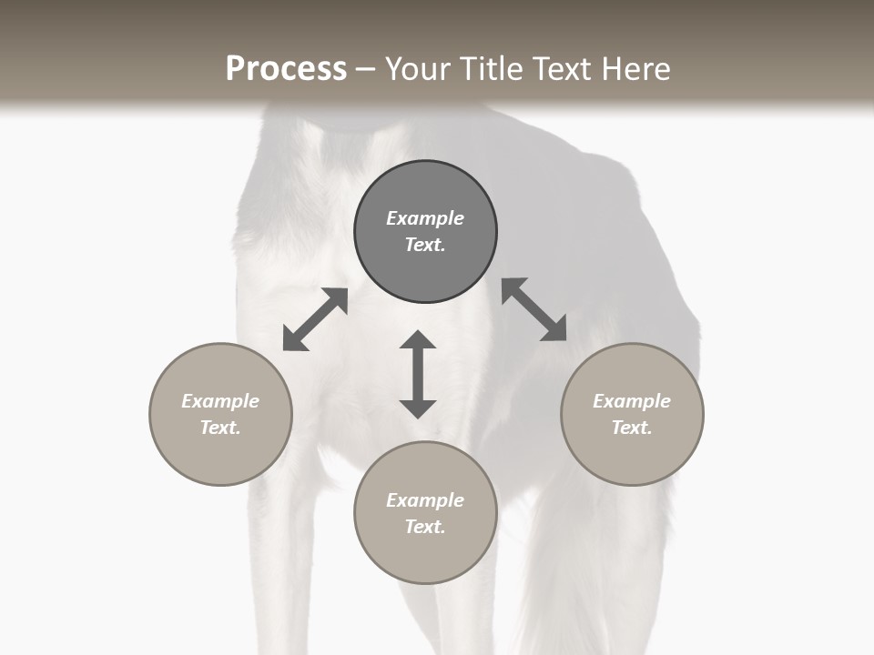 A Black And White Dog Standing In Front Of A White Background PowerPoint Template