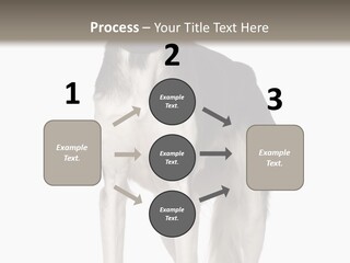 A Black And White Dog Standing In Front Of A White Background PowerPoint Template