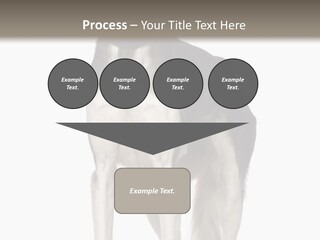 A Black And White Dog Standing In Front Of A White Background PowerPoint Template