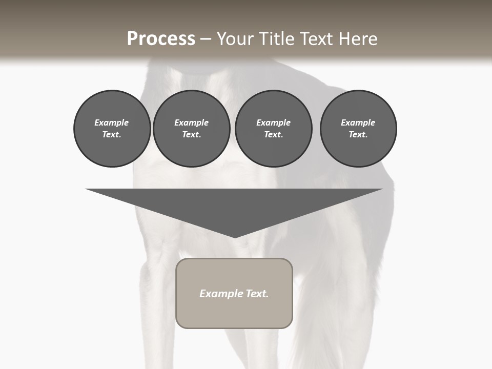 A Black And White Dog Standing In Front Of A White Background PowerPoint Template