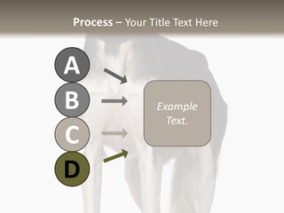 A Black And White Dog Standing In Front Of A White Background PowerPoint Template