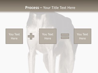 A Black And White Dog Standing In Front Of A White Background PowerPoint Template