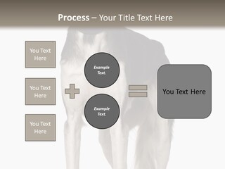 A Black And White Dog Standing In Front Of A White Background PowerPoint Template