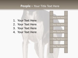 A Black And White Dog Standing In Front Of A White Background PowerPoint Template