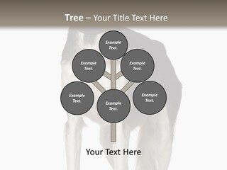 A Black And White Dog Standing In Front Of A White Background PowerPoint Template