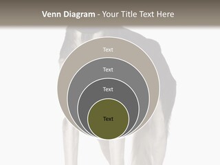A Black And White Dog Standing In Front Of A White Background PowerPoint Template