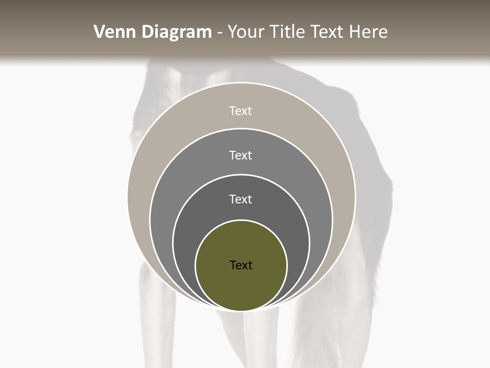 A Black And White Dog Standing In Front Of A White Background PowerPoint Template