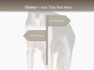 A Black And White Dog Standing In Front Of A White Background PowerPoint Template