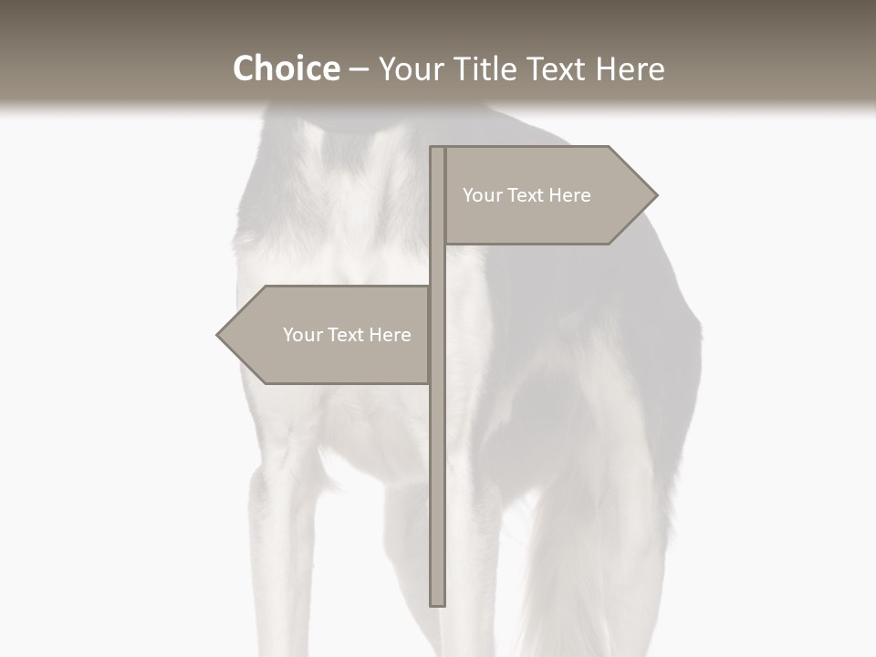 A Black And White Dog Standing In Front Of A White Background PowerPoint Template