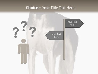 A Black And White Dog Standing In Front Of A White Background PowerPoint Template