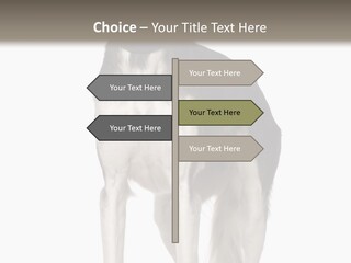 A Black And White Dog Standing In Front Of A White Background PowerPoint Template