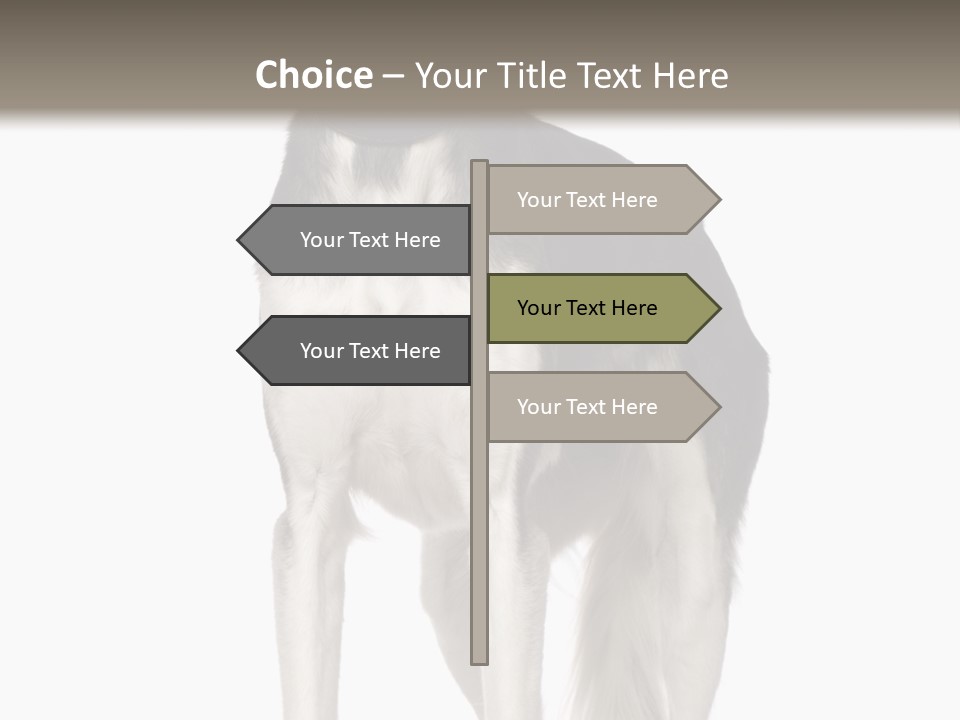 A Black And White Dog Standing In Front Of A White Background PowerPoint Template