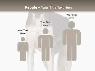 A Black And White Dog Standing In Front Of A White Background PowerPoint Template