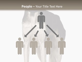 A Black And White Dog Standing In Front Of A White Background PowerPoint Template