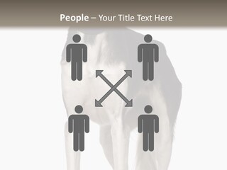 A Black And White Dog Standing In Front Of A White Background PowerPoint Template