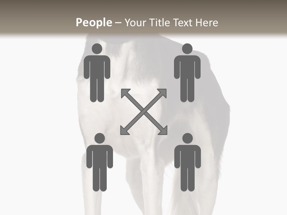 A Black And White Dog Standing In Front Of A White Background PowerPoint Template