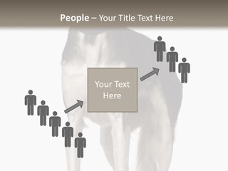 A Black And White Dog Standing In Front Of A White Background PowerPoint Template