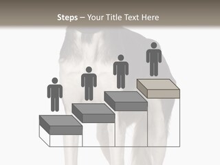 A Black And White Dog Standing In Front Of A White Background PowerPoint Template