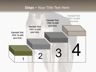 A Black And White Dog Standing In Front Of A White Background PowerPoint Template