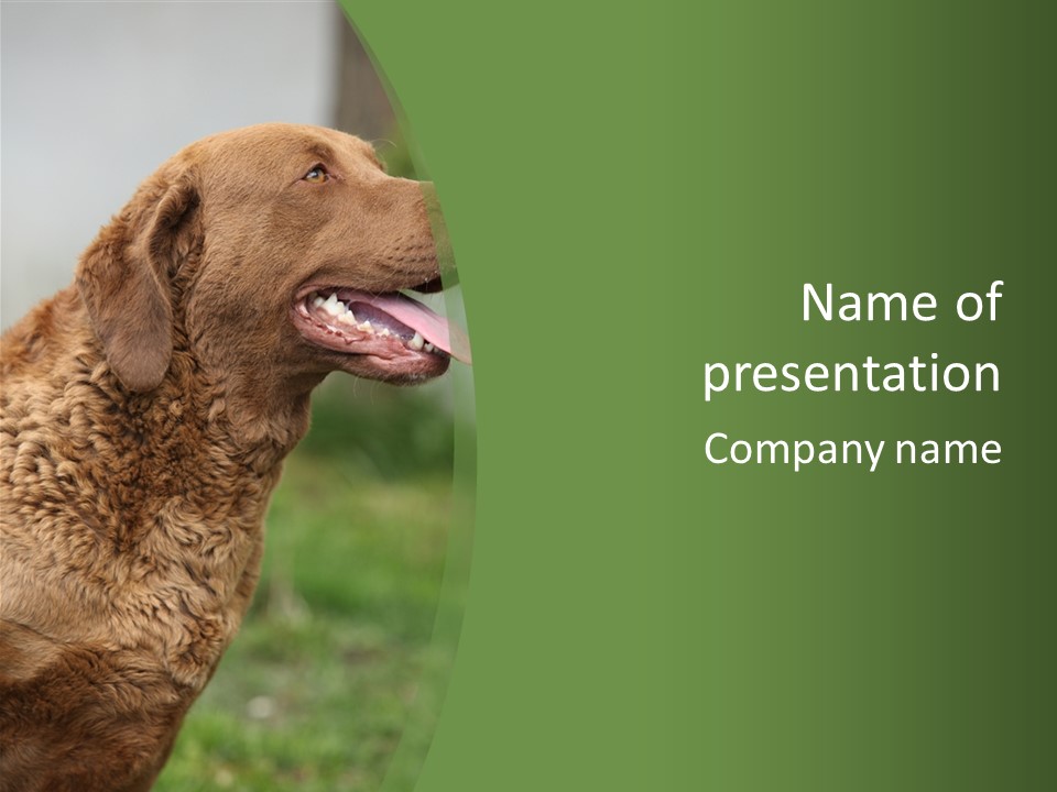 A Brown Dog Sitting On Top Of A Green Field PowerPoint Template