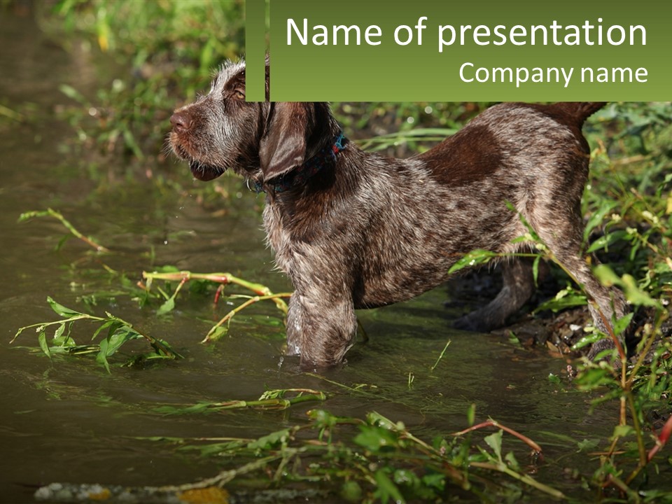 A Dog Standing In A Body Of Water PowerPoint Template