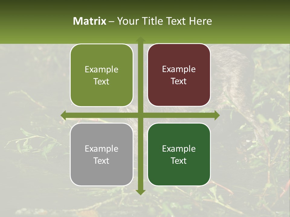 A Dog Standing In A Body Of Water PowerPoint Template