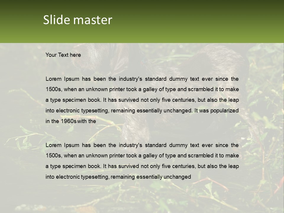 A Dog Standing In A Body Of Water PowerPoint Template