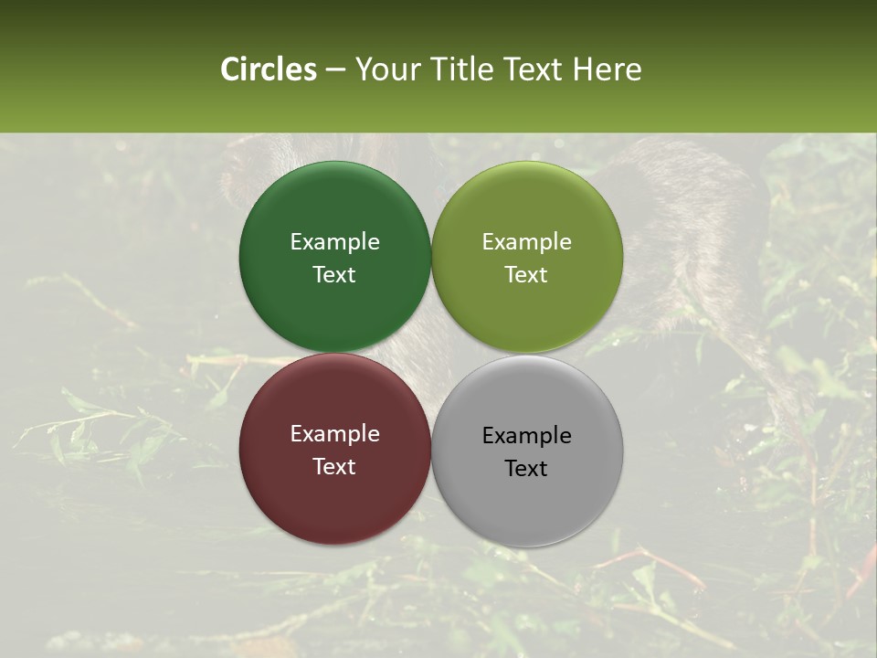 A Dog Standing In A Body Of Water PowerPoint Template