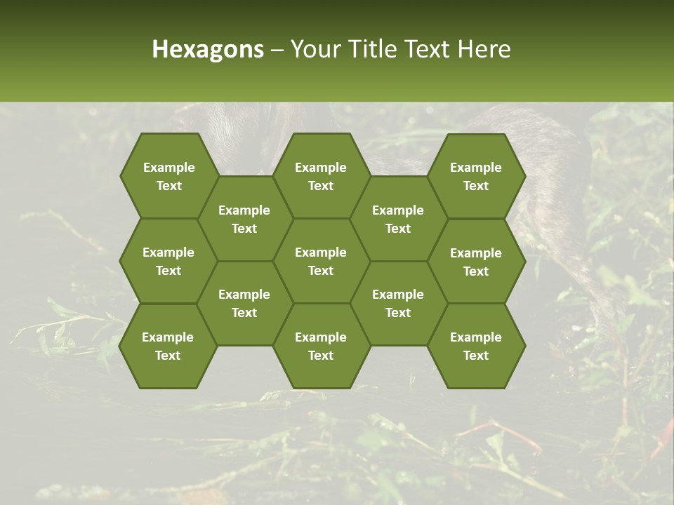 A Dog Standing In A Body Of Water PowerPoint Template