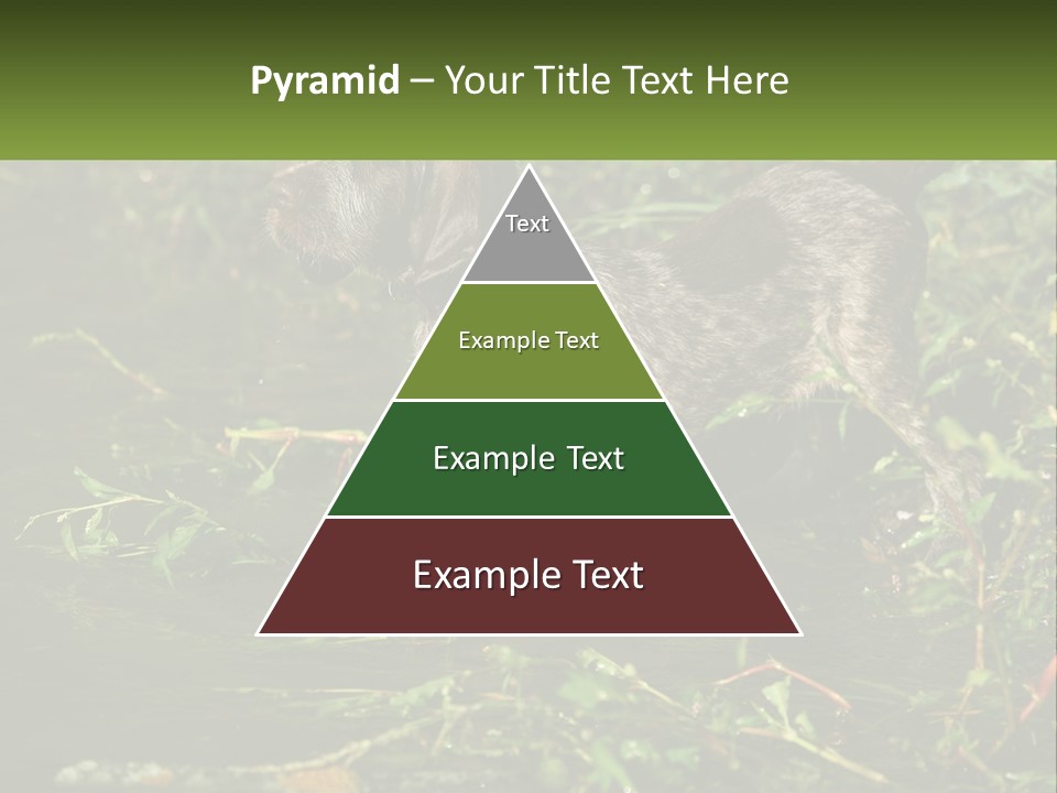 A Dog Standing In A Body Of Water PowerPoint Template