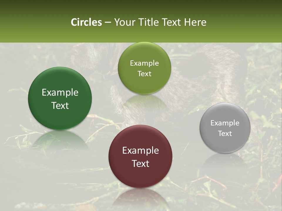 A Dog Standing In A Body Of Water PowerPoint Template