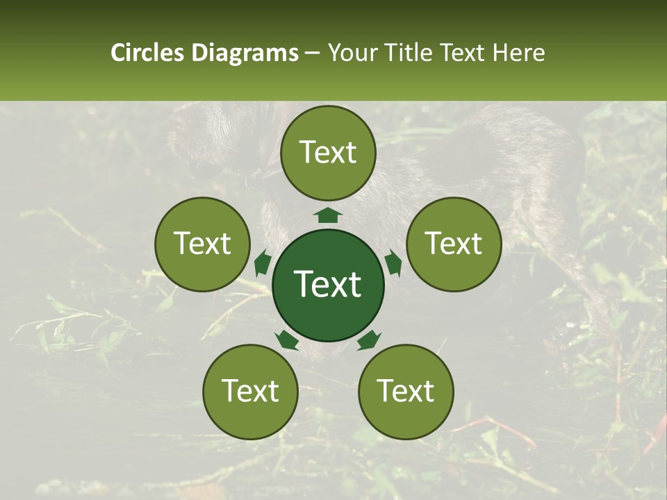 A Dog Standing In A Body Of Water PowerPoint Template