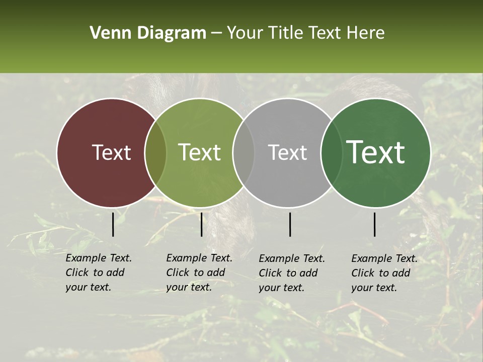 A Dog Standing In A Body Of Water PowerPoint Template