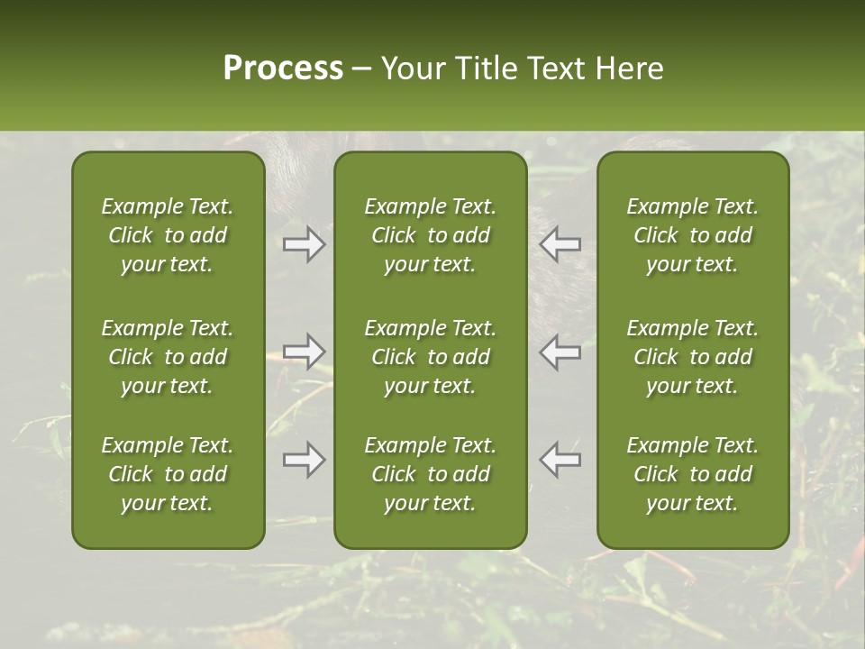 A Dog Standing In A Body Of Water PowerPoint Template