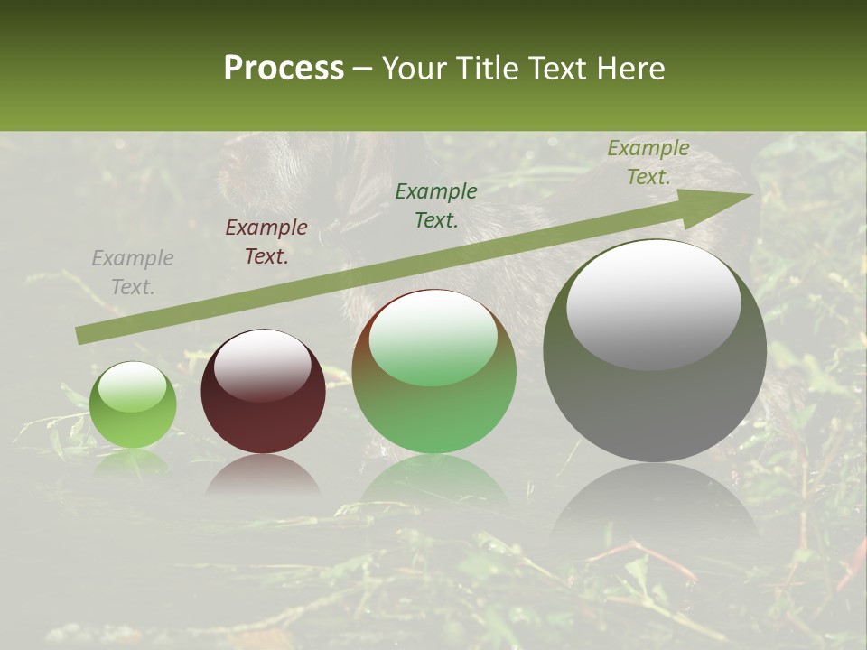 A Dog Standing In A Body Of Water PowerPoint Template