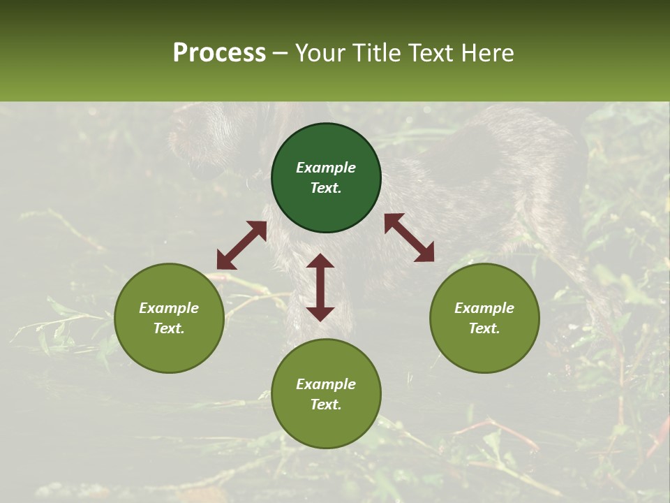 A Dog Standing In A Body Of Water PowerPoint Template