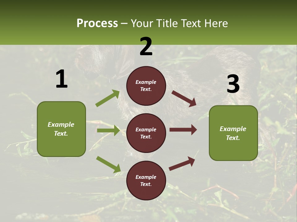 A Dog Standing In A Body Of Water PowerPoint Template