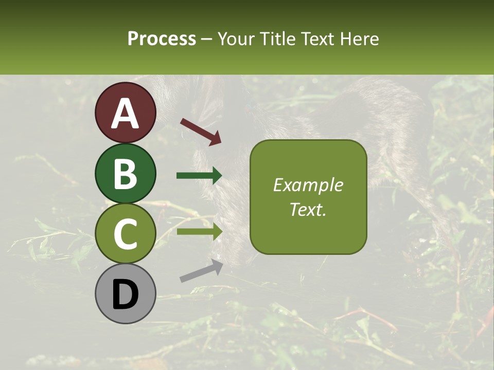 A Dog Standing In A Body Of Water PowerPoint Template