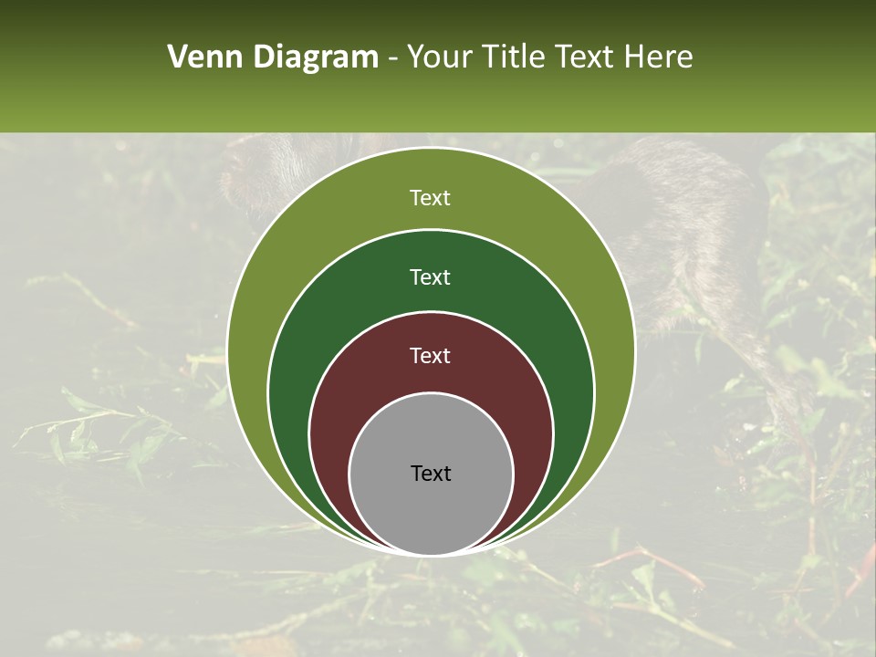 A Dog Standing In A Body Of Water PowerPoint Template