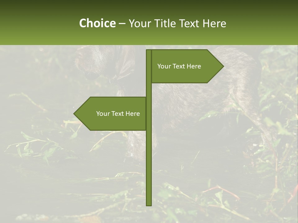 A Dog Standing In A Body Of Water PowerPoint Template