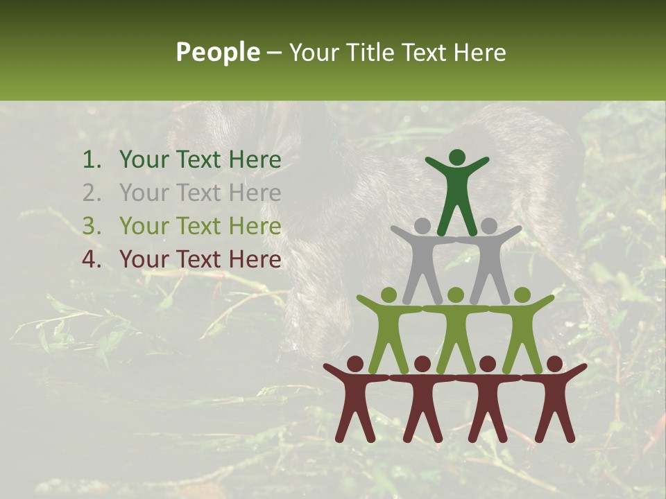 A Dog Standing In A Body Of Water PowerPoint Template